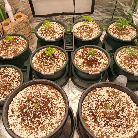 Cbd ratio 1:30 growlog timeline photo
