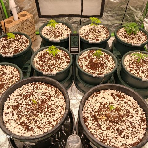 Cbd ratio 1:30 growlog timeline photo