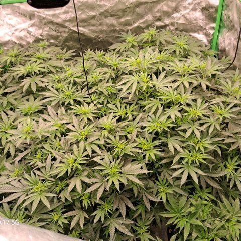 Cbd ratio 1:30 growlog timeline photo
