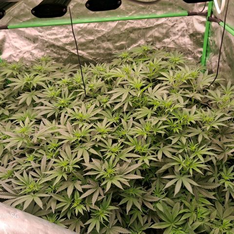 Cbd ratio 1:30 growlog timeline photo