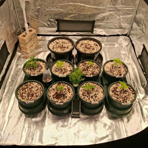 Cbd ratio 1:30 growlog timeline photo