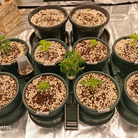 Cbd ratio 1:30 growlog timeline photo