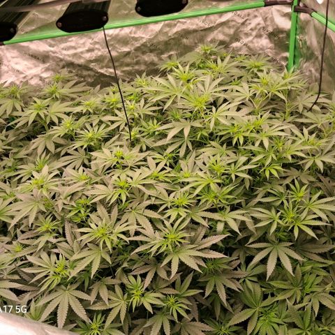 Cbd ratio 1:30 growlog timeline photo