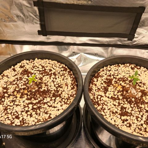 Cbd ratio 1:30 growlog timeline photo