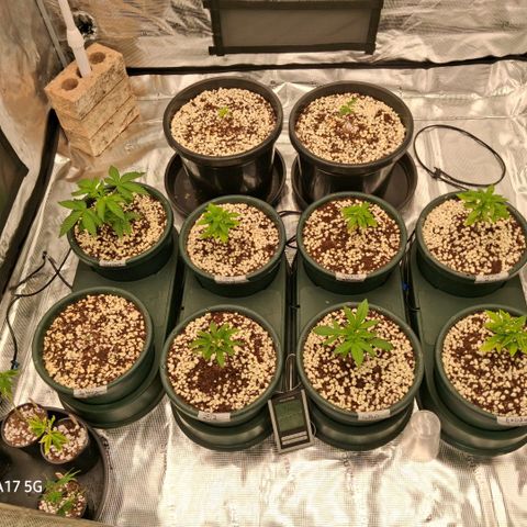 Cbd ratio 1:30 growlog timeline photo