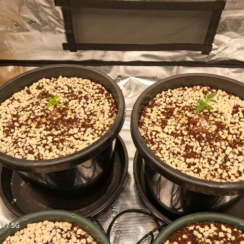 Cbd ratio 1:30 growlog timeline photo