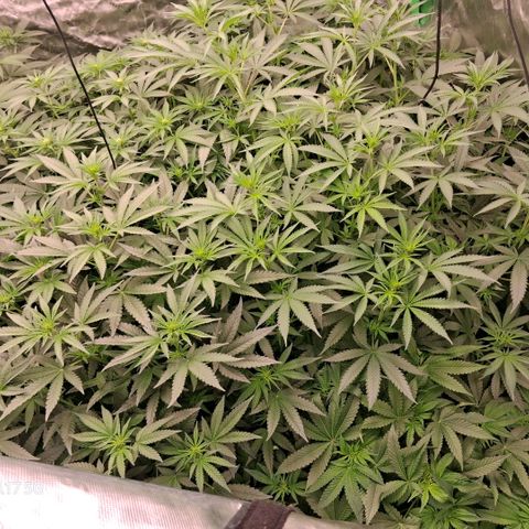 Cbd ratio 1:30 growlog timeline photo