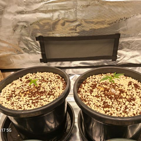 Cbd ratio 1:30 growlog timeline photo