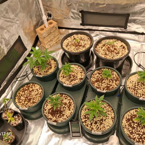 Cbd ratio 1:30 growlog timeline photo