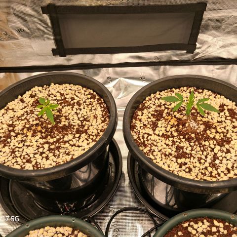 Cbd ratio 1:30 growlog timeline photo