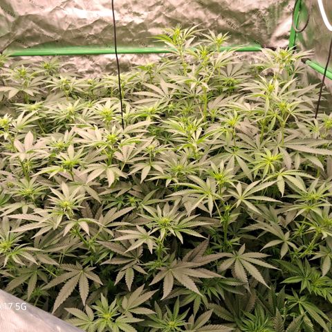 Cbd ratio 1:30 growlog timeline photo