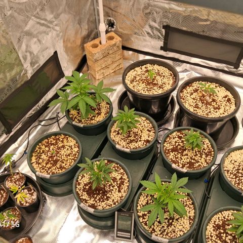 Cbd ratio 1:30 growlog timeline photo