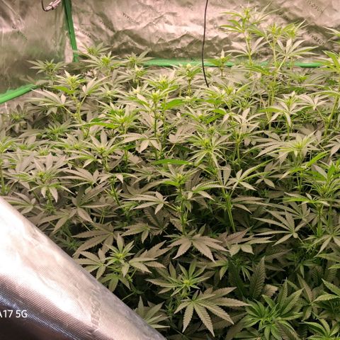 Cbd ratio 1:30 growlog timeline photo