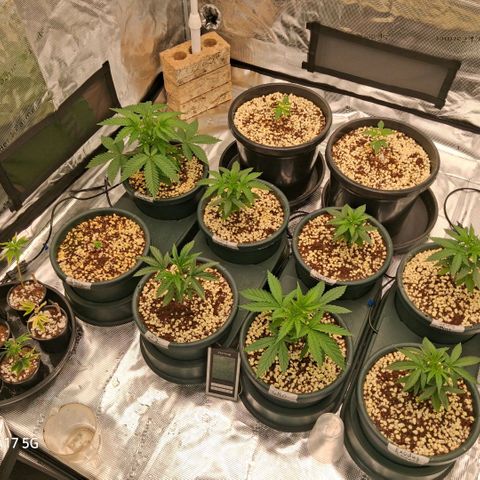Cbd ratio 1:30 growlog timeline photo