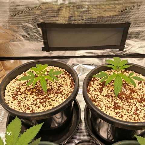 Cbd ratio 1:30 growlog timeline photo