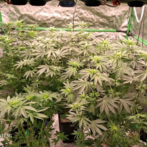 Cbd ratio 1:30 growlog timeline photo