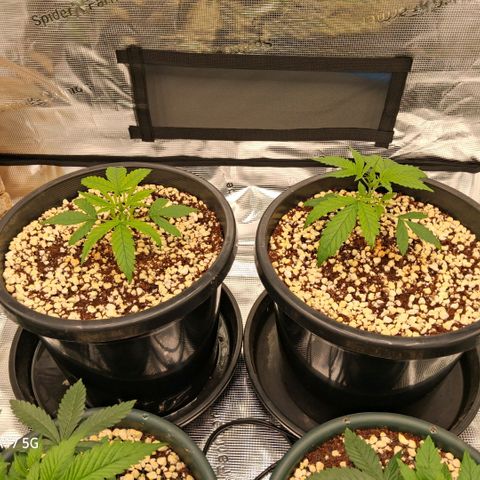 Cbd ratio 1:30 growlog timeline photo