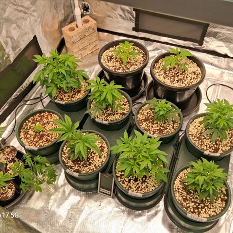 Cbd ratio 1:30 growlog timeline photo