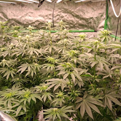 Cbd ratio 1:30 growlog timeline photo