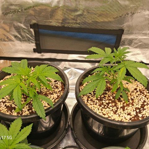 Cbd ratio 1:30 growlog timeline photo