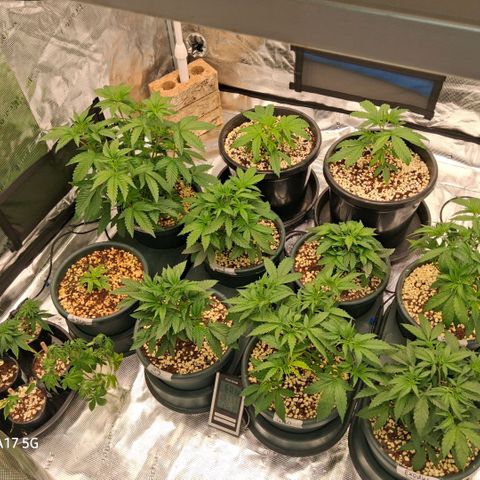 Cbd ratio 1:30 growlog timeline photo