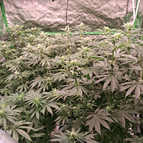 Cbd ratio 1:30 growlog timeline photo