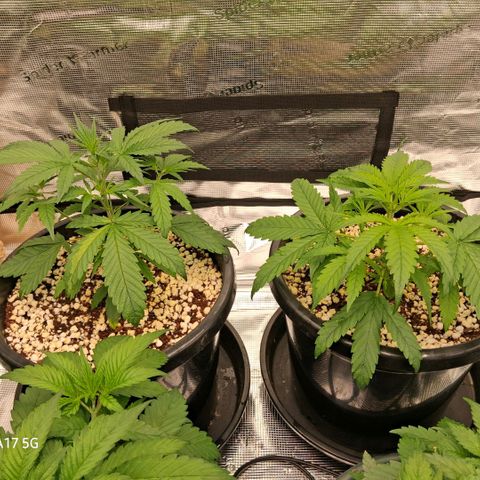 Cbd ratio 1:30 growlog timeline photo