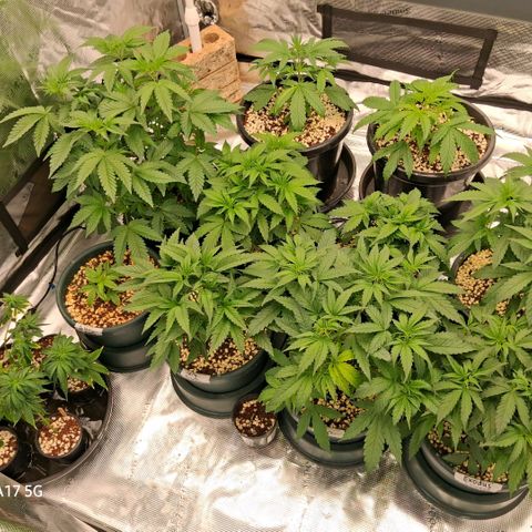 Cbd ratio 1:30 growlog timeline photo