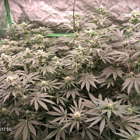 Cbd ratio 1:30 growlog timeline photo