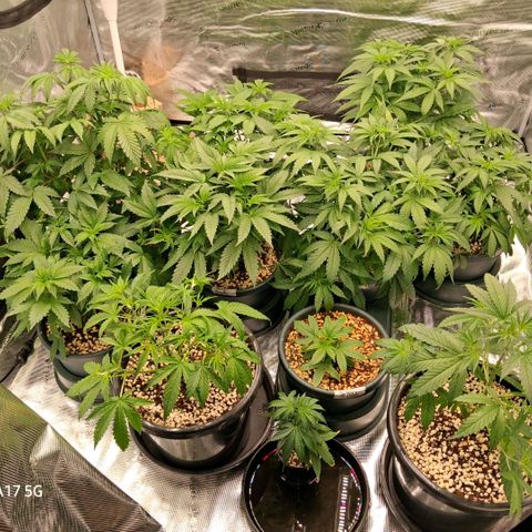 Cbd ratio 1:30 growlog timeline photo