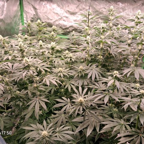 Cbd ratio 1:30 growlog timeline photo