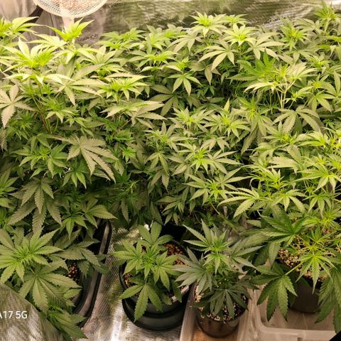 Cbd ratio 1:30 growlog timeline photo