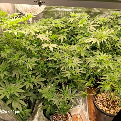 Cbd ratio 1:30 growlog timeline photo