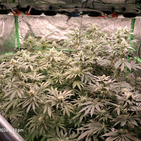 Cbd ratio 1:30 growlog timeline photo