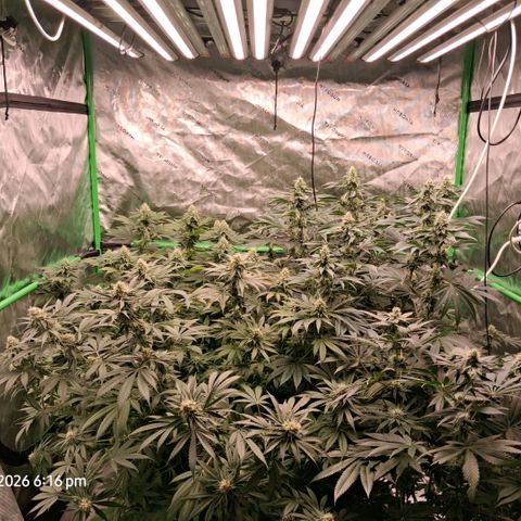 Cbd ratio 1:30 growlog timeline photo