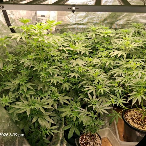 Cbd ratio 1:30 growlog timeline photo