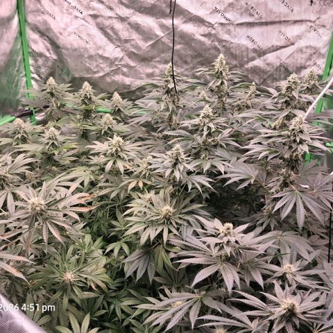Cbd ratio 1:30 growlog timeline photo