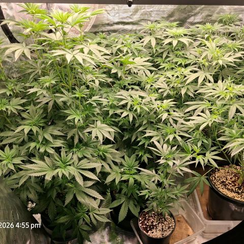 Cbd ratio 1:30 growlog timeline photo