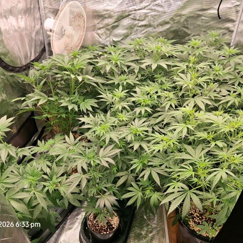 Cbd ratio 1:30 growlog timeline photo