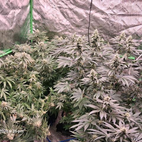 Cbd ratio 1:30 growlog timeline photo