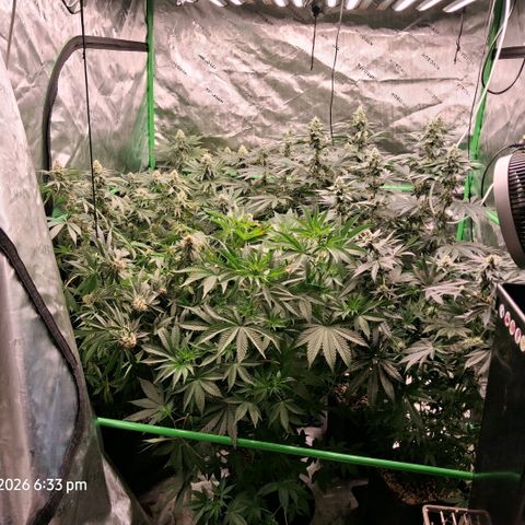 Cbd ratio 1:30 growlog timeline photo