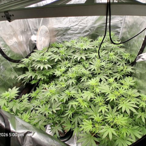 Cbd ratio 1:30 growlog timeline photo
