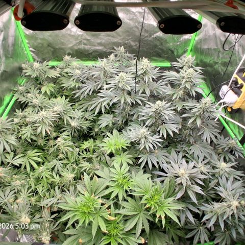 Cbd ratio 1:30 growlog timeline photo