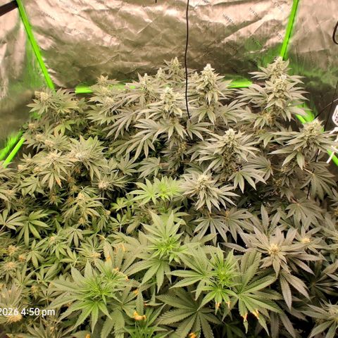 Cbd ratio 1:30 growlog timeline photo