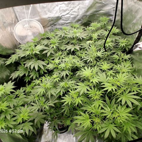 Cbd ratio 1:30 growlog timeline photo
