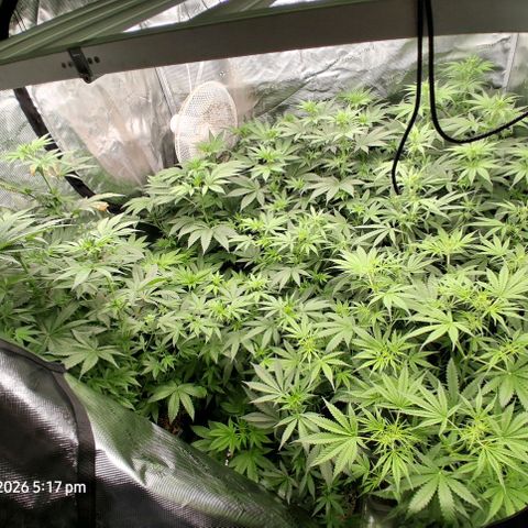Cbd ratio 1:30 growlog timeline photo