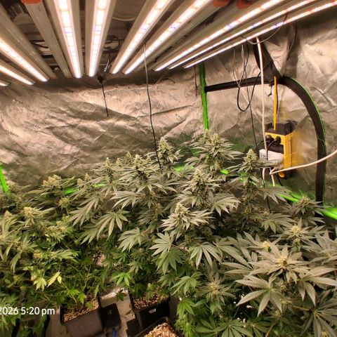 Cbd ratio 1:30 growlog timeline photo