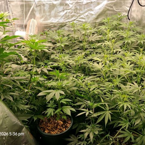 Cbd ratio 1:30 growlog timeline photo