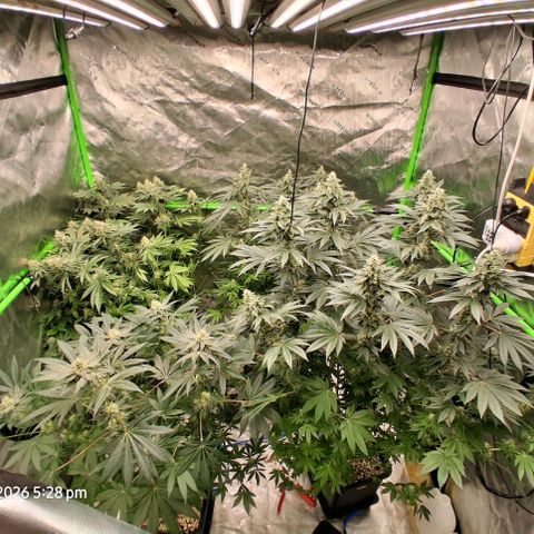 Cbd ratio 1:30 growlog timeline photo