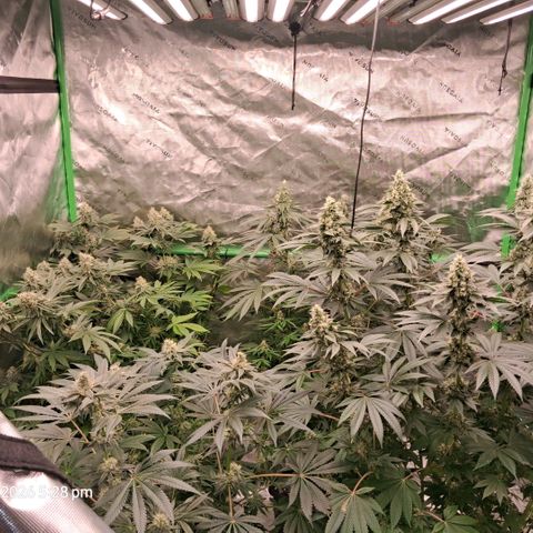 Cbd ratio 1:30 growlog timeline photo